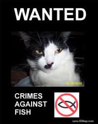 WANTED%2520-%2520Momma%2520Cat%2520Wanted%2520Poster3.jpg