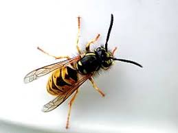 wasp.jpg