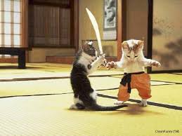 cat-karate.jpg