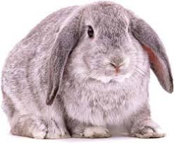 rabbits.jpg