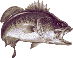 bass10b.gif