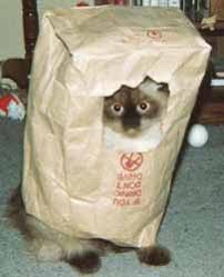 paperbag-cat-2.JPG