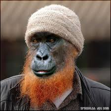 redbeard-gorilla.jpg