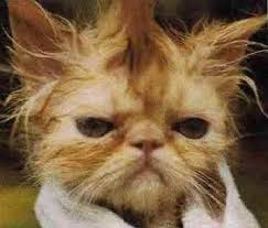 showercat.jpg
