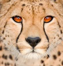 Cheetah-Face.jpg